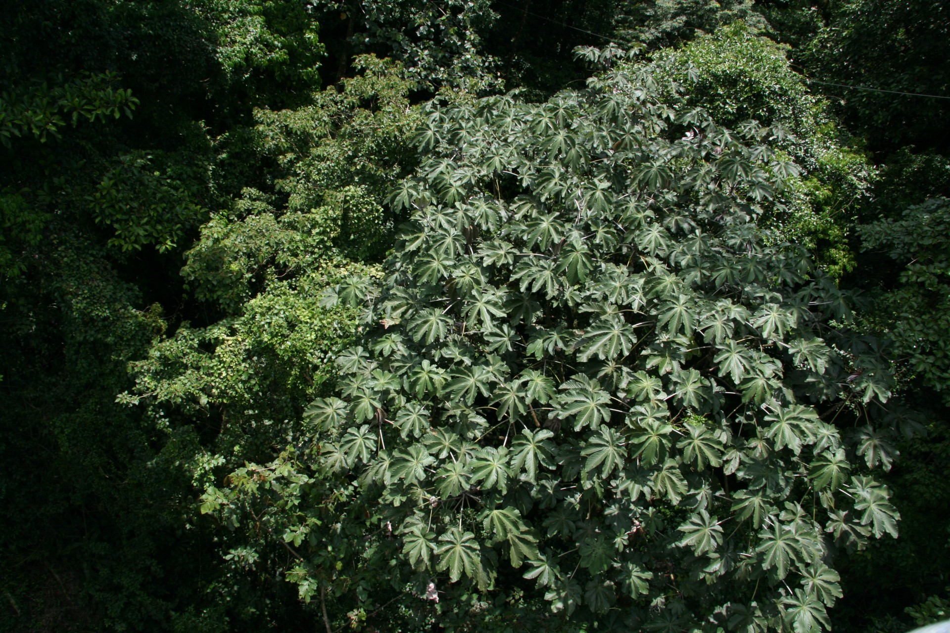 costa rica tree costa rica tree free photo