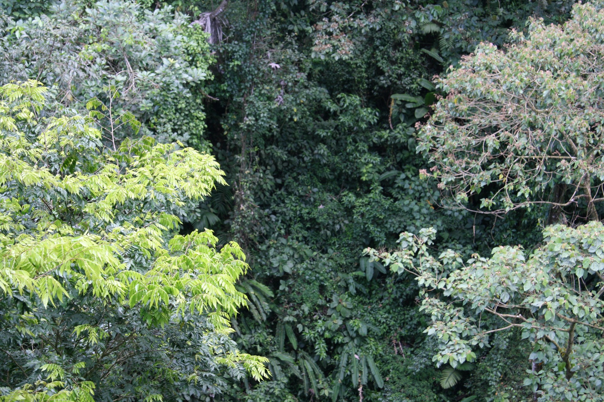 costa rica tree costa rica tree free photo