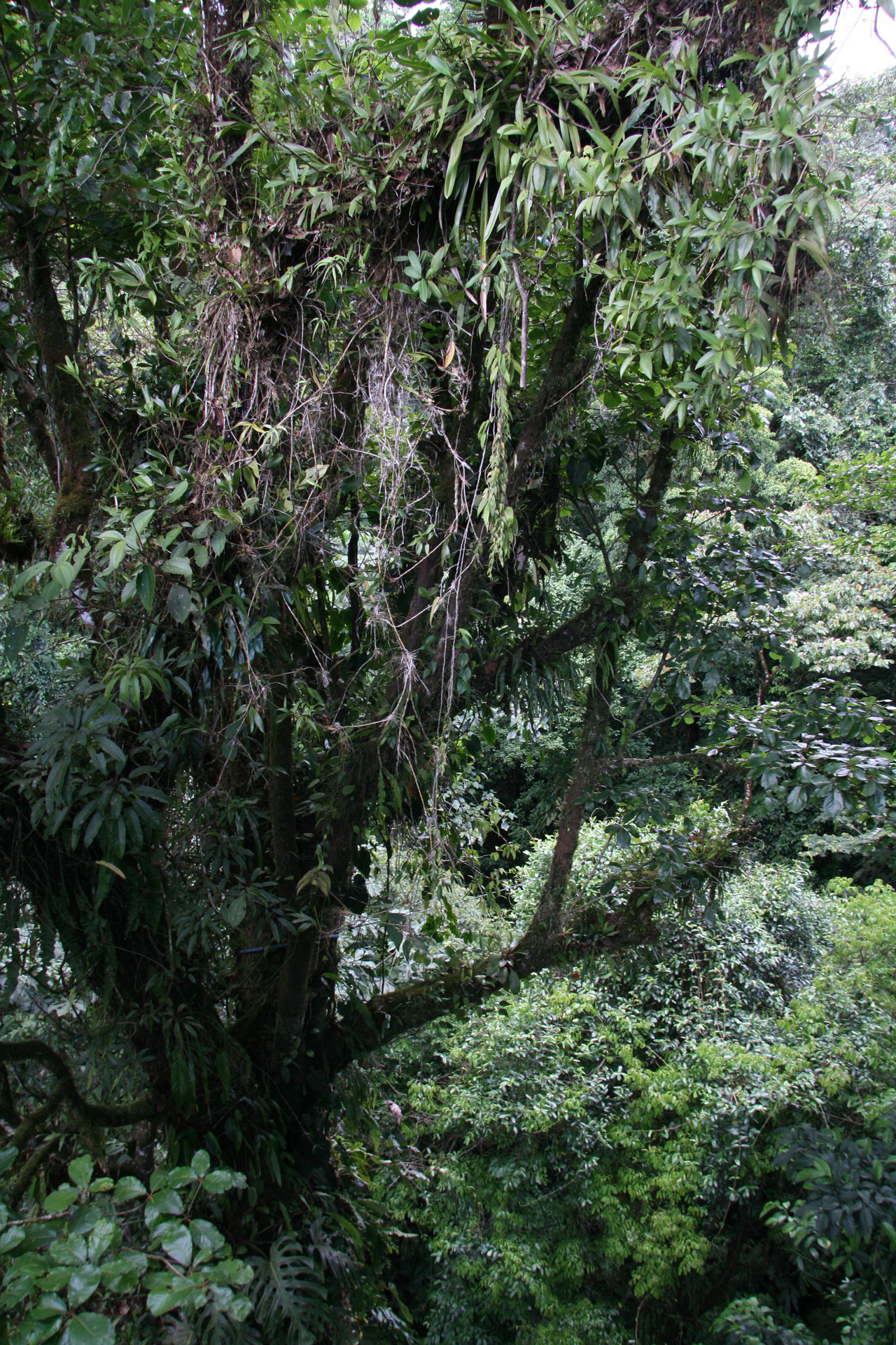 costa rica tree costa rica tree free photo