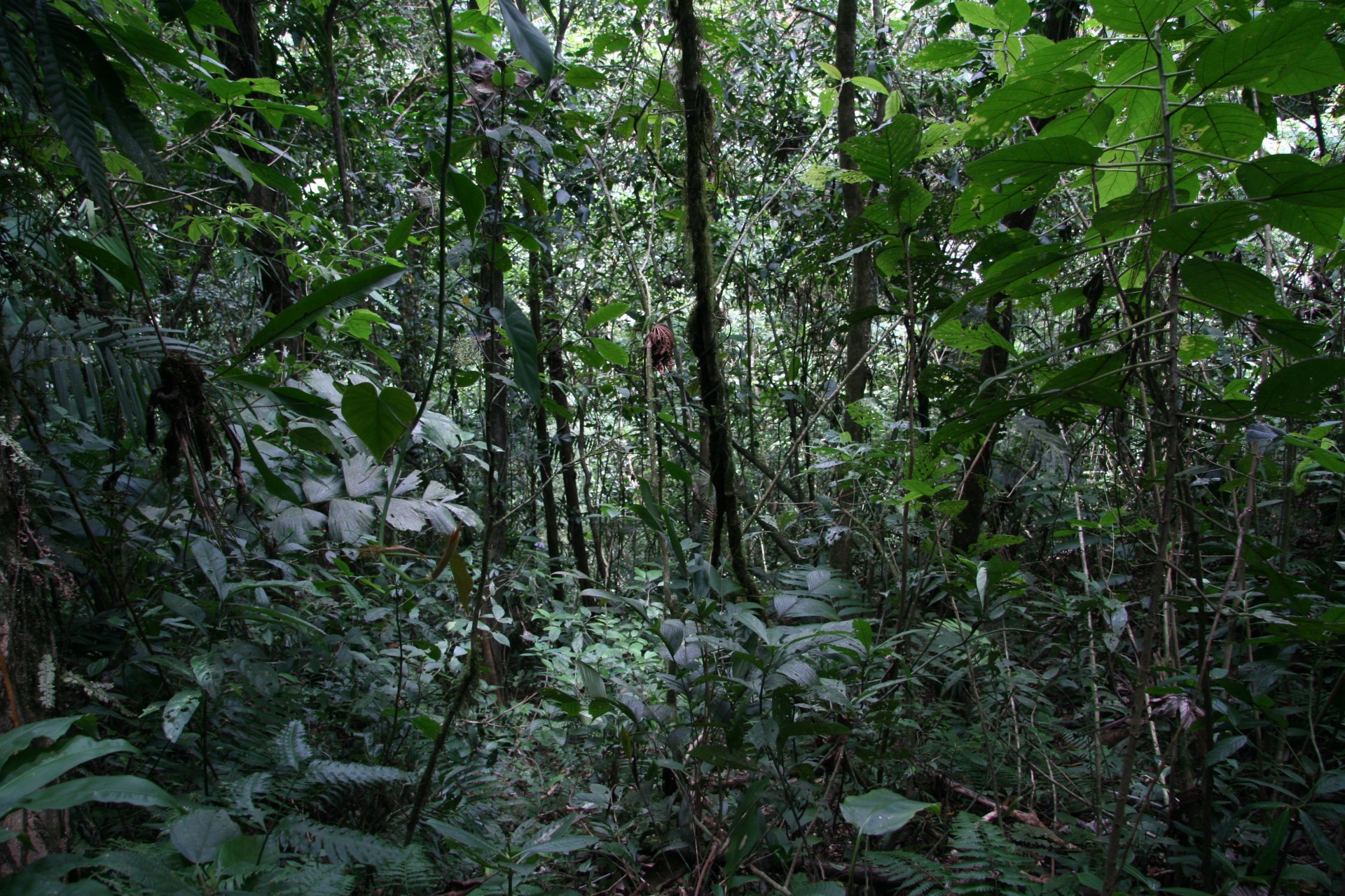 costa rica tree costa rica tree free photo