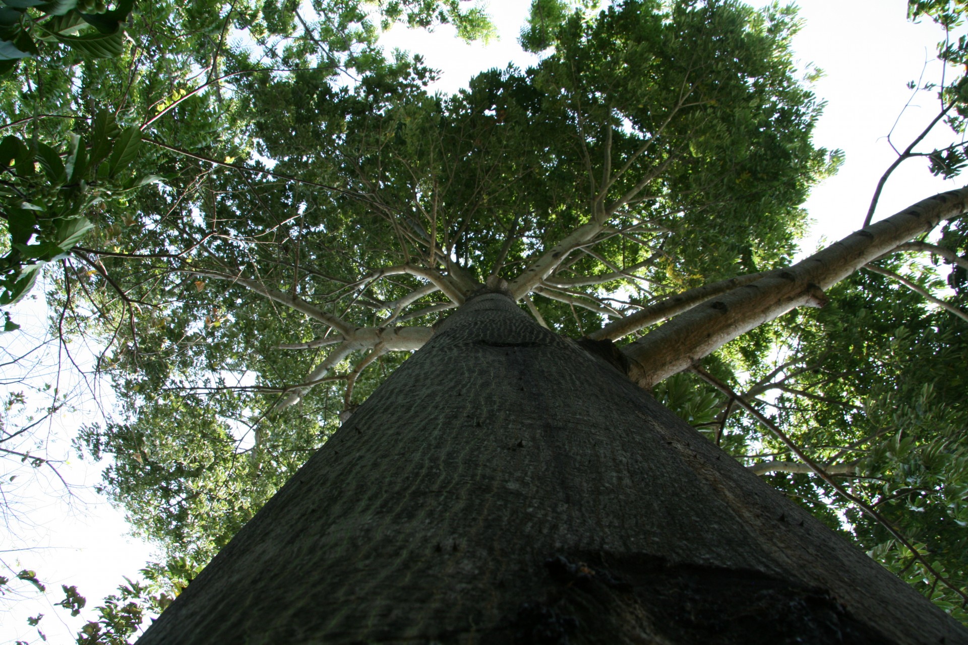 costa rica tree costa rica tree free photo