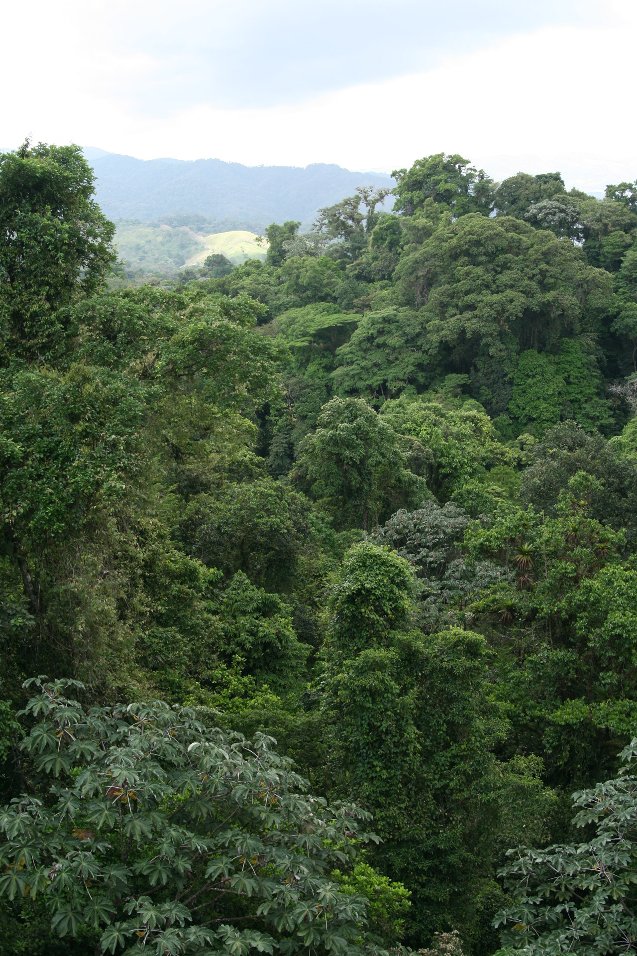 costa rica trees scenery free photo