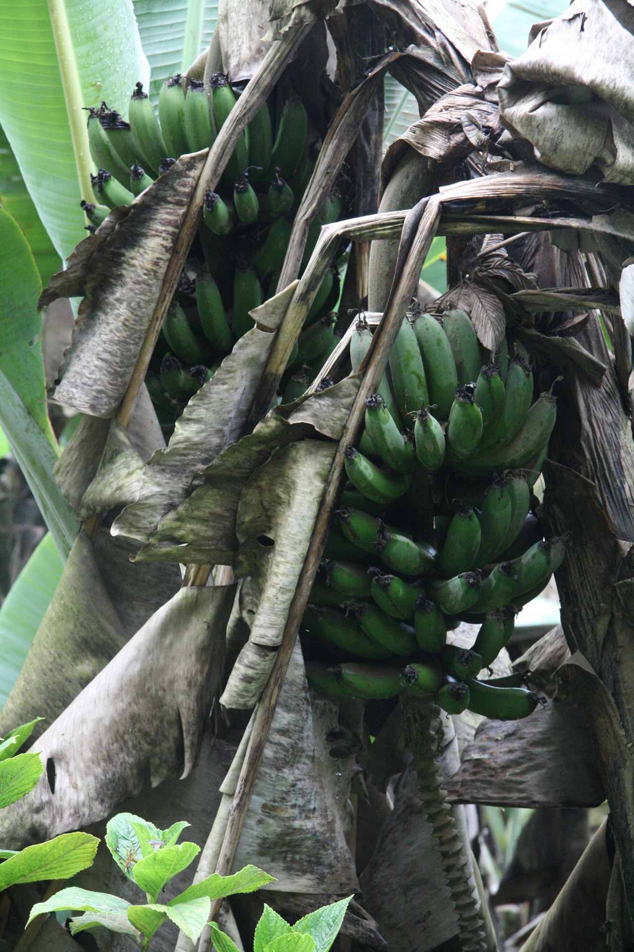costa rica wild bananas free photo