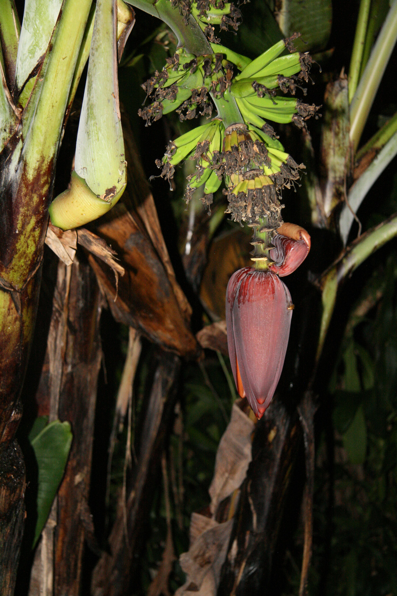 costa rica wild bananas free photo