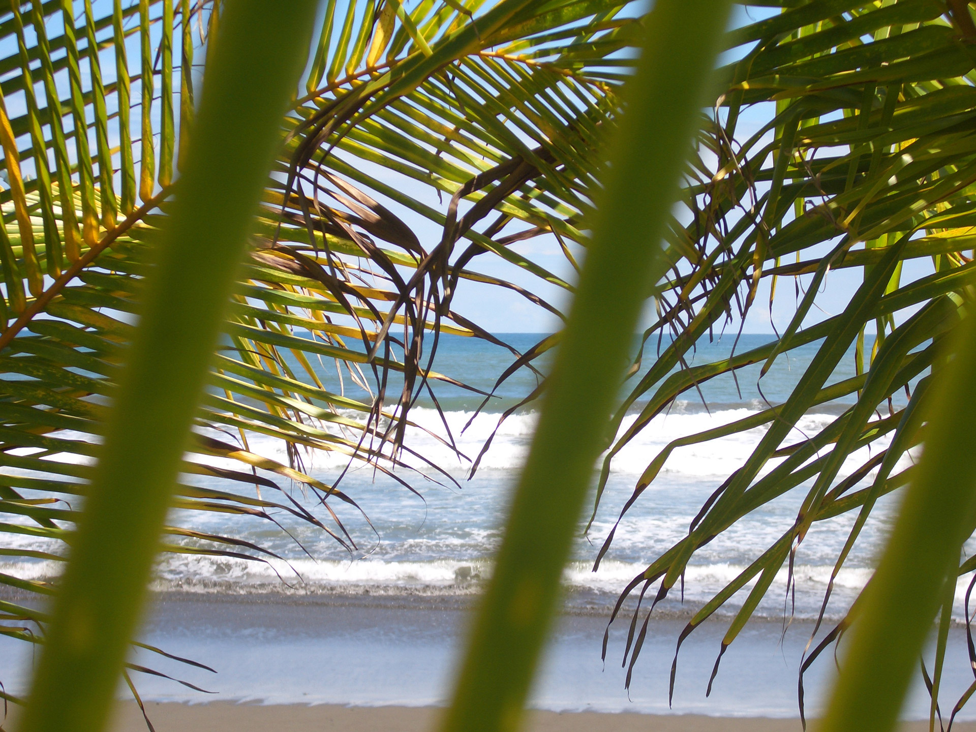 beach palm costa rica free photo
