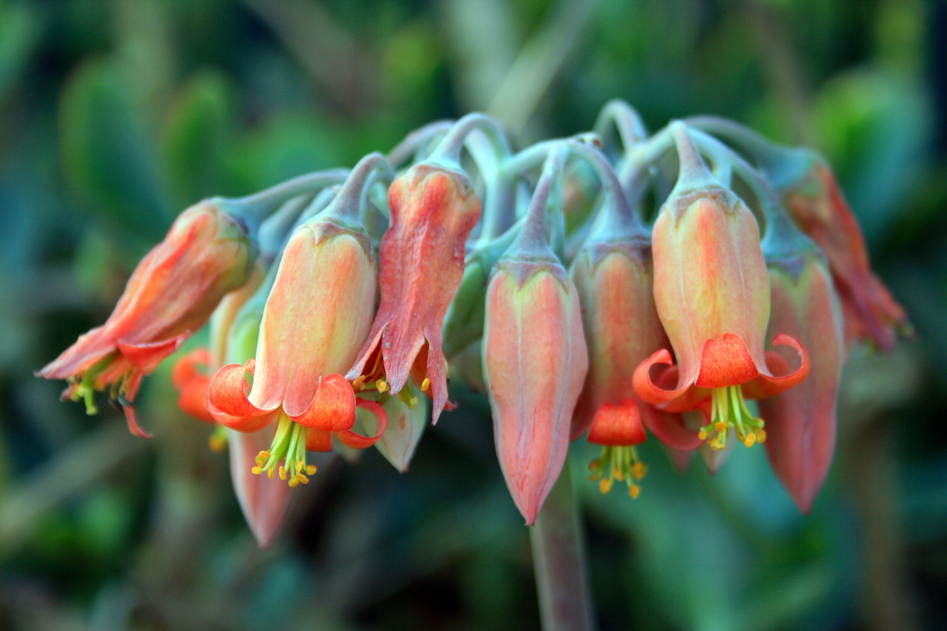succulent flowers hanging free photo