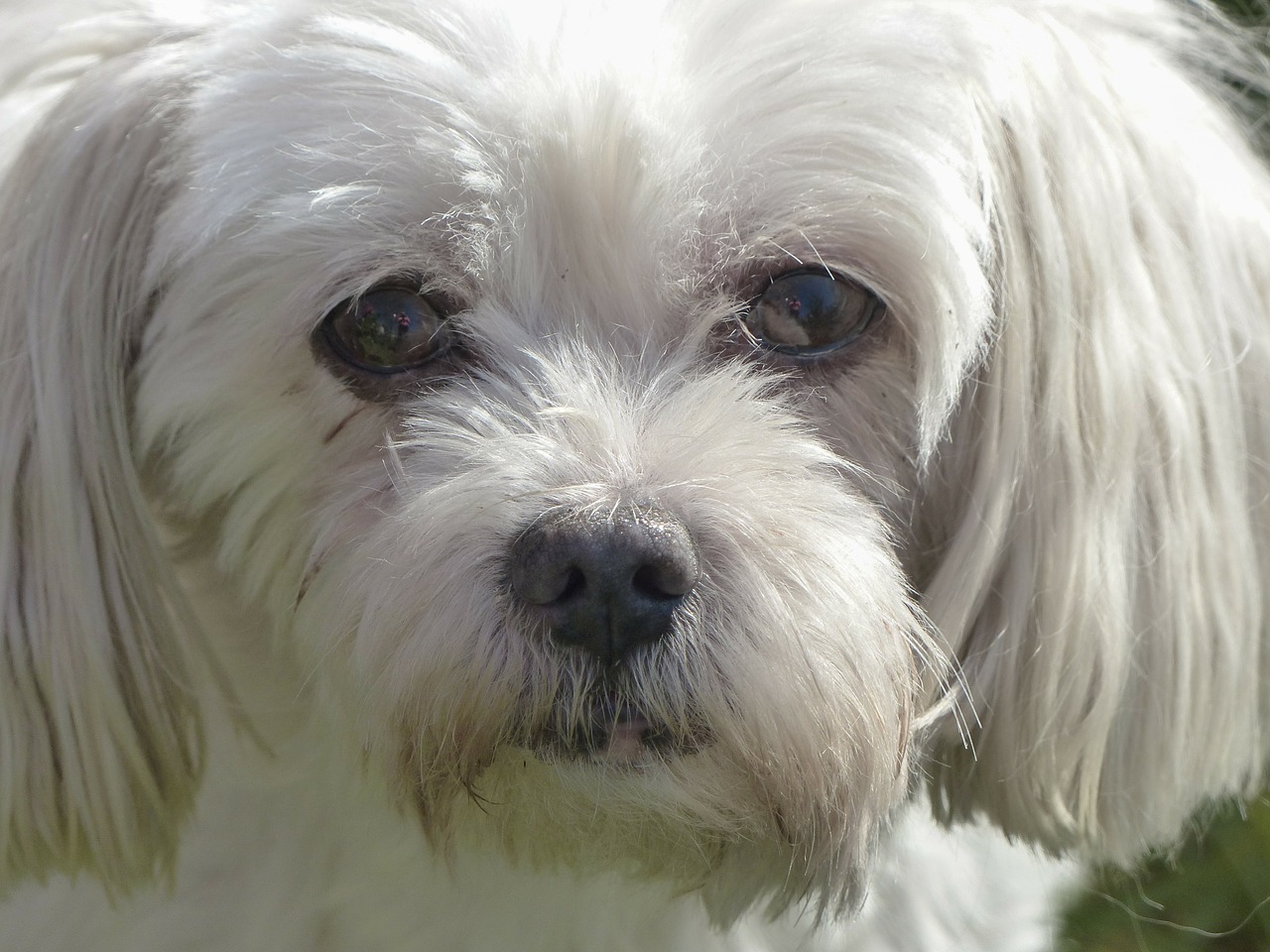 coton de tular terrier dog free photo