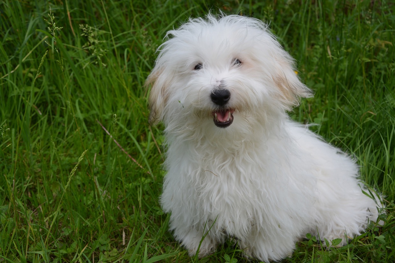coton de tulear dog white dog free photo