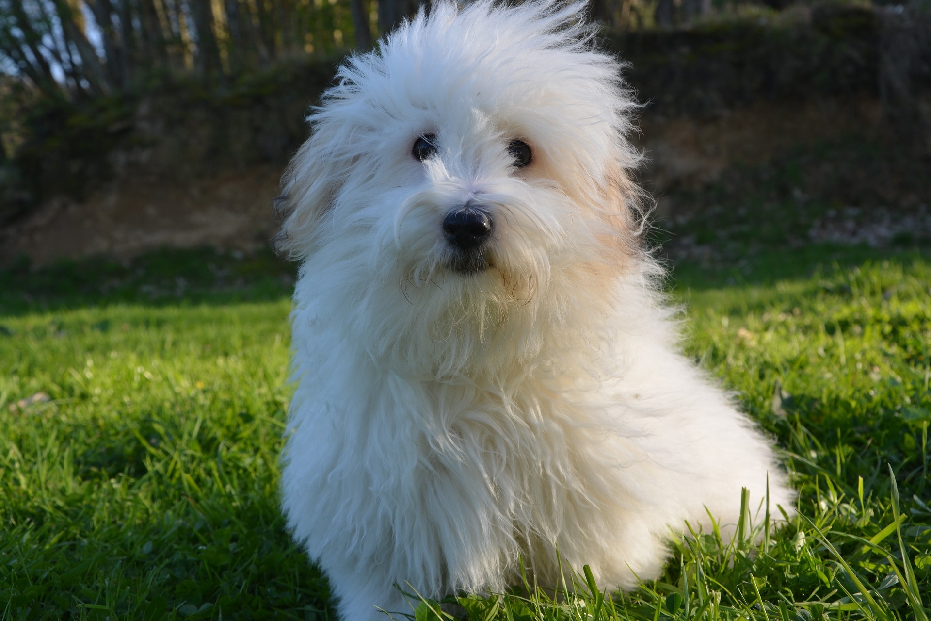 coton de tulear dog white fur free photo