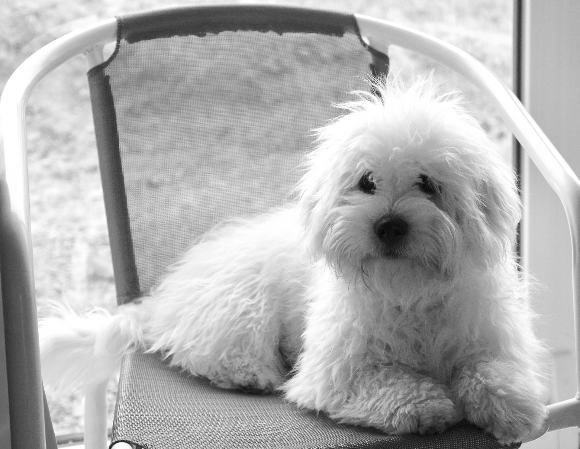 coton de tulear white dog coton de tulear white dog free photo