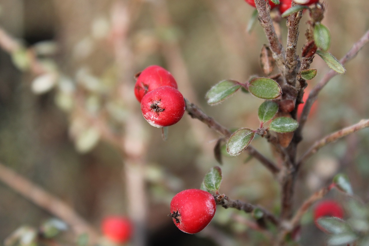 cotoneaster berries winter free photo