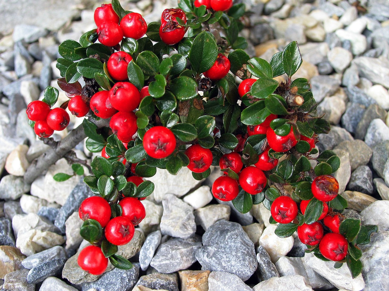 cotoneaster groundcover red berries free photo