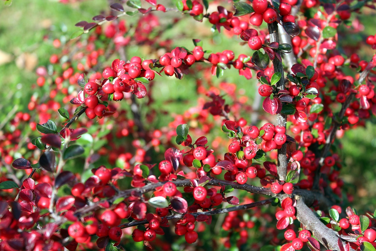 cotoneaster bush ornamental plants free photo