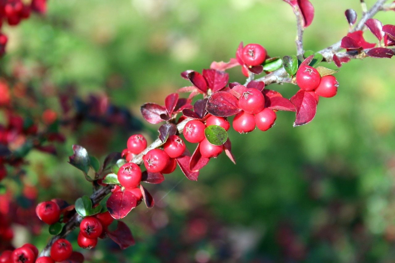 cotoneaster bush red fruits free photo