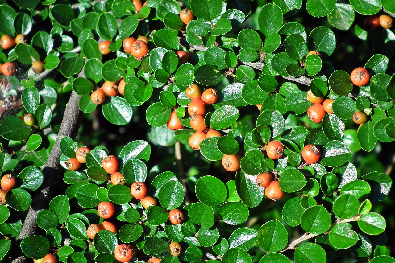 cotoneaster  bush  hedge free photo