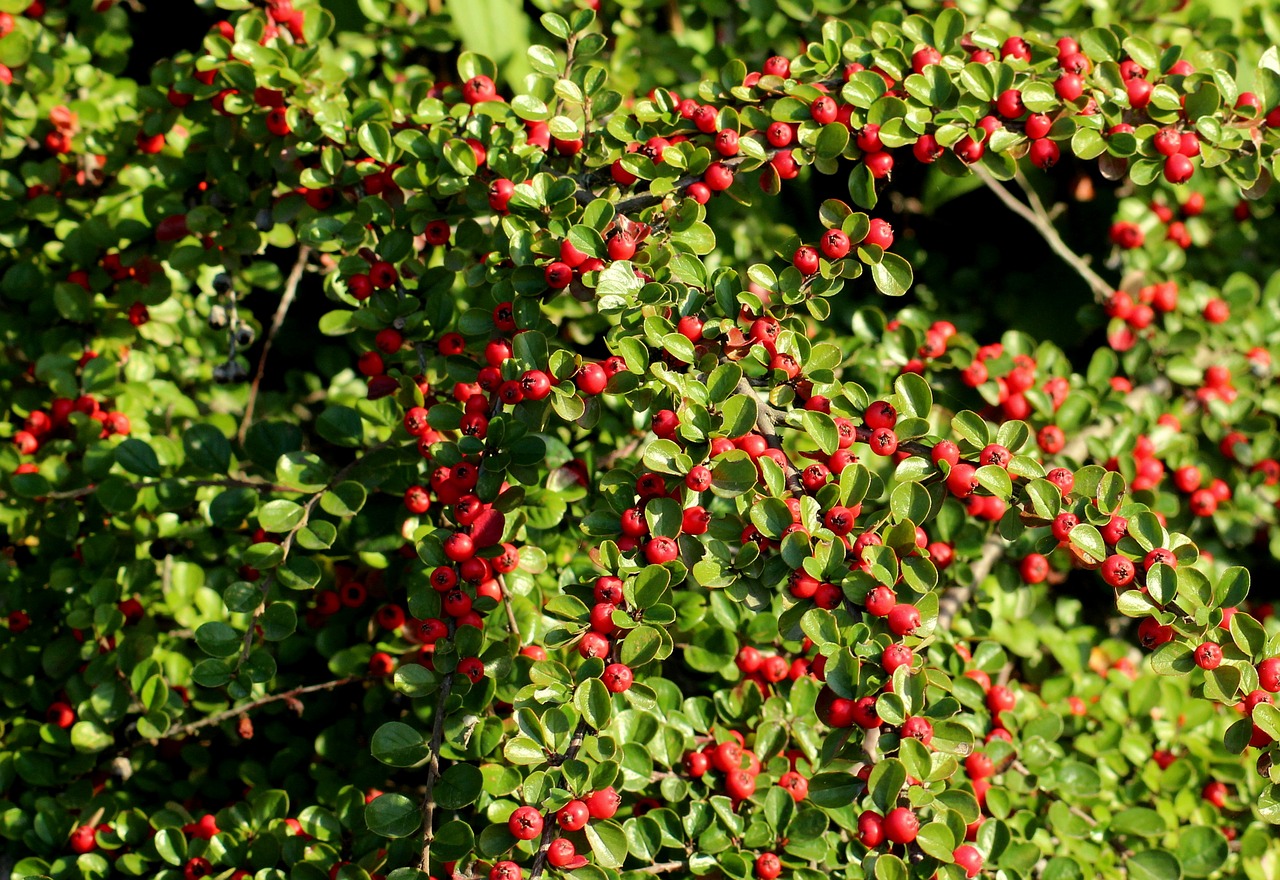 cotoneaster  red fruits  ornamental shrub free photo