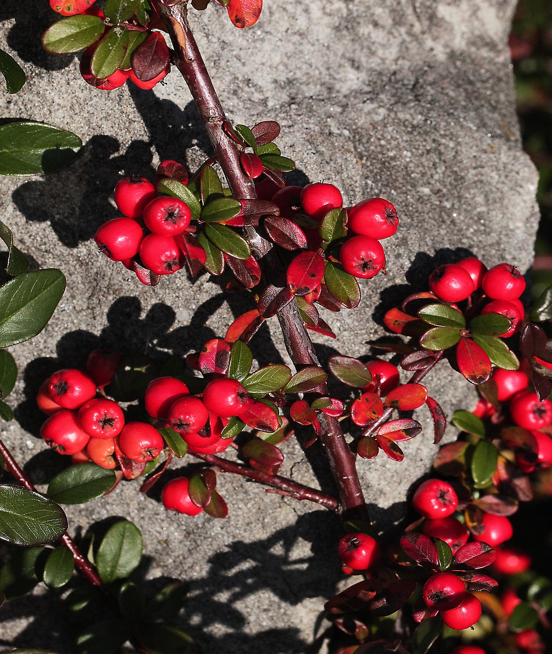 cotoneaster  cotoneaster crown  shrubs free photo