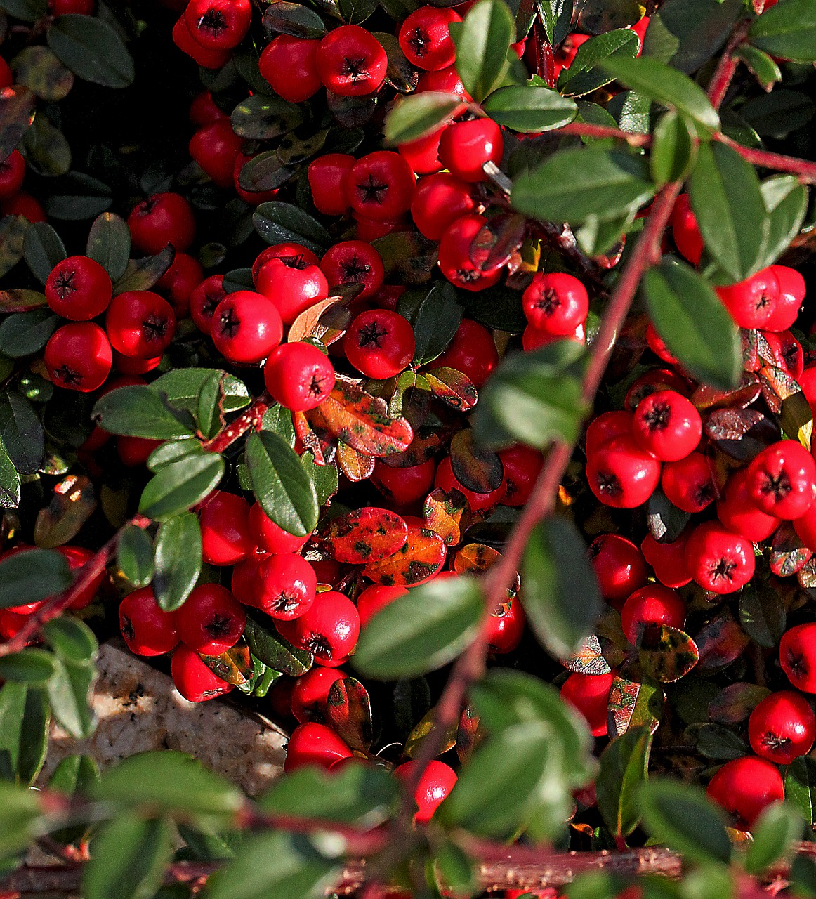 cotoneaster  cotoneaster crown  shrubs free photo