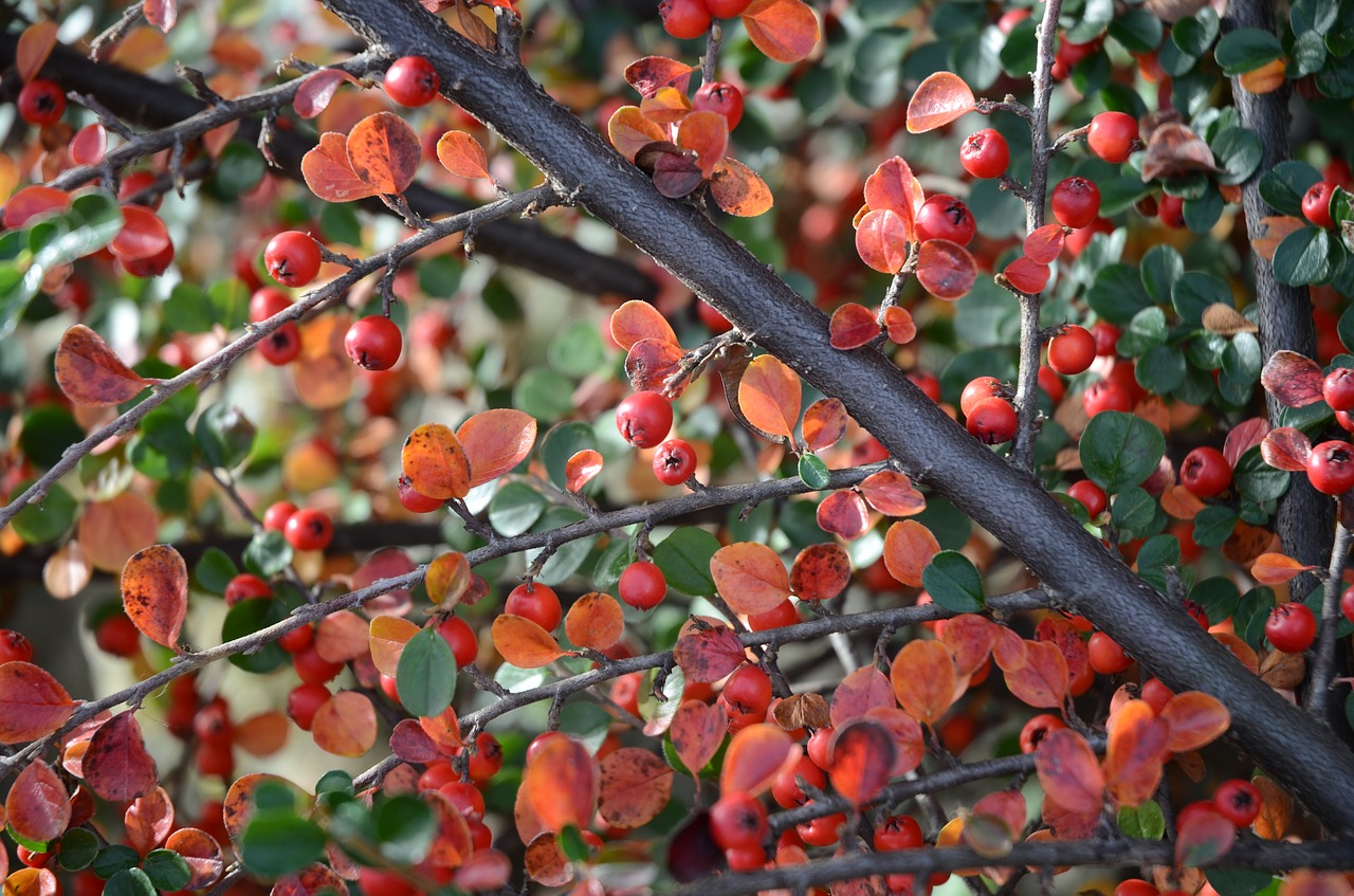 cotoneaster  berry  autumn free photo