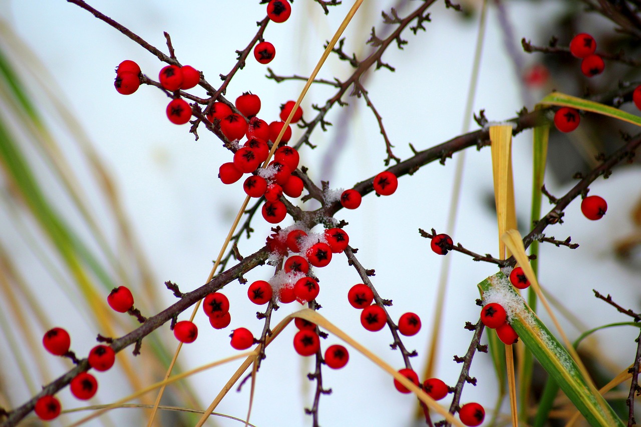 cotoneaster  bush  winter free photo