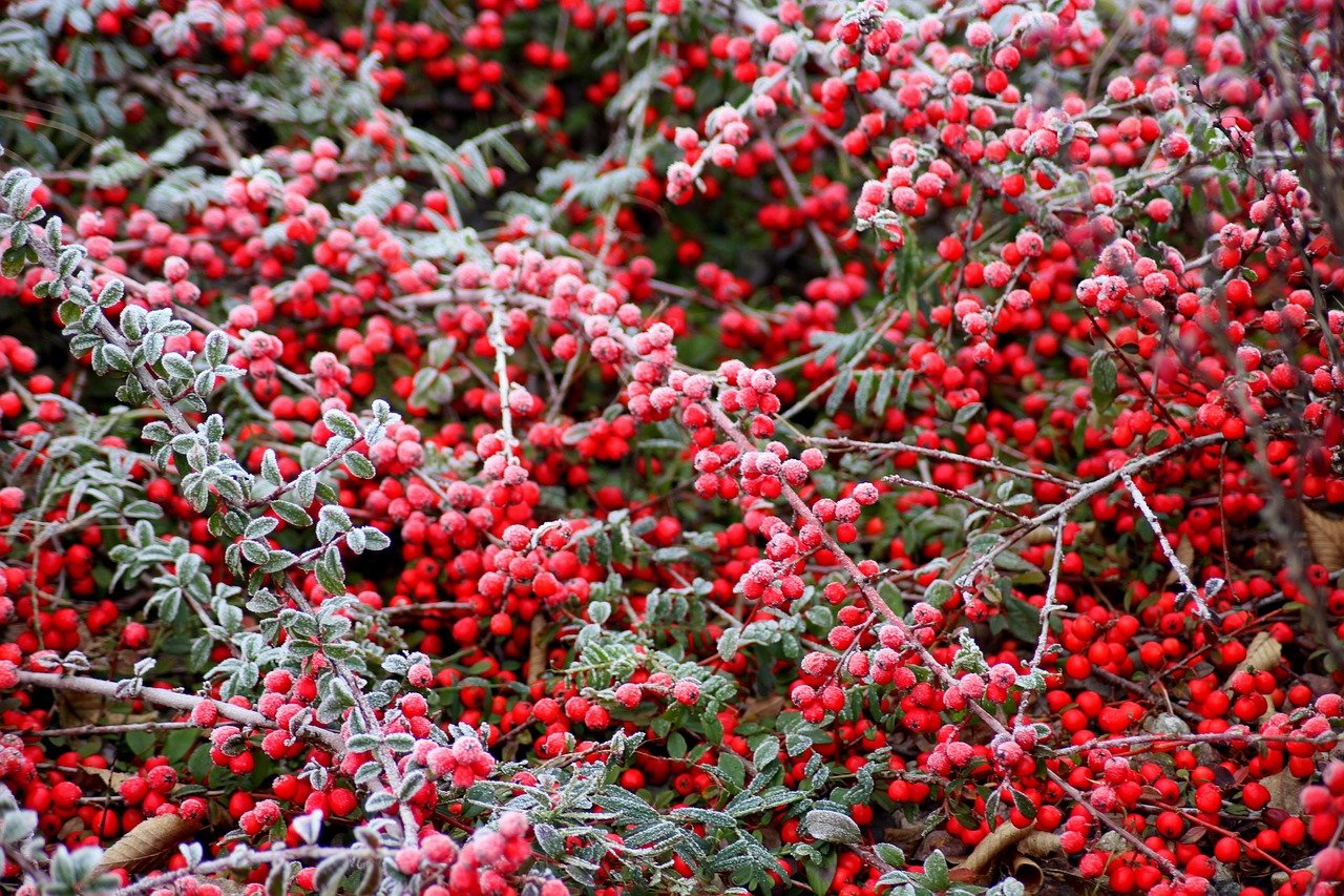 cotoneaster  bush  winter free photo