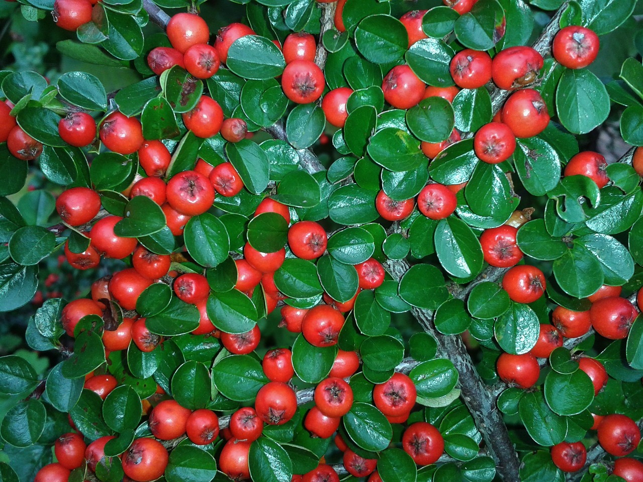 cotoneaster berries red free photo