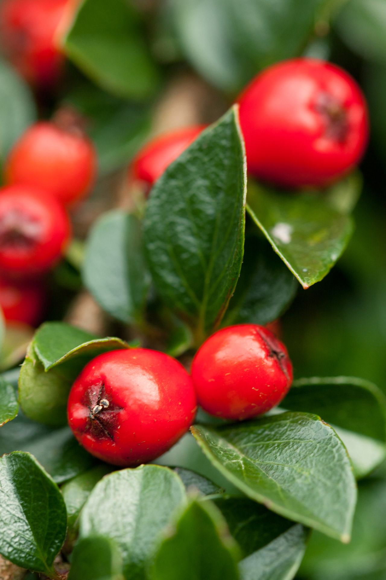 autumn berries berry free photo