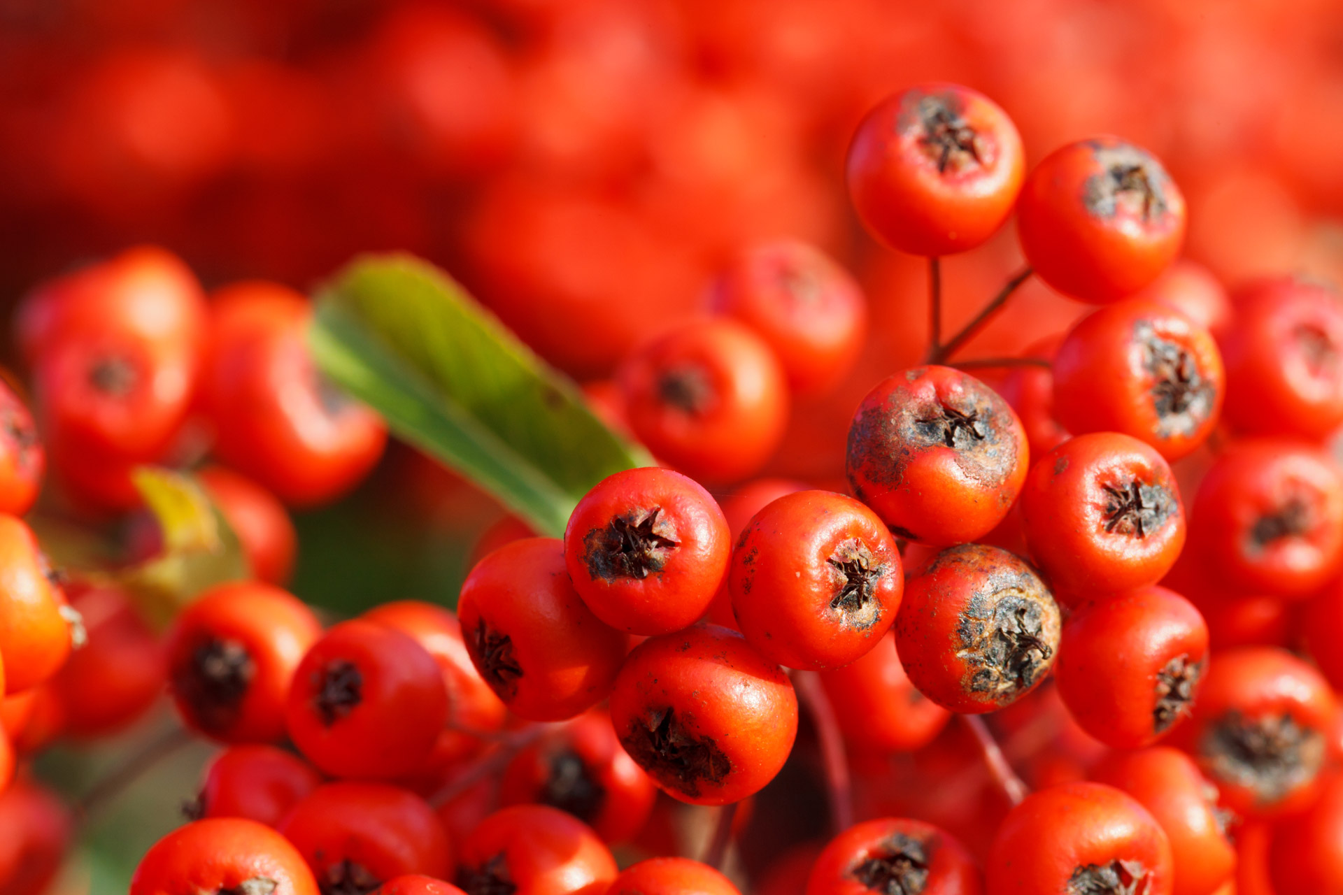 berries berry bunch free photo