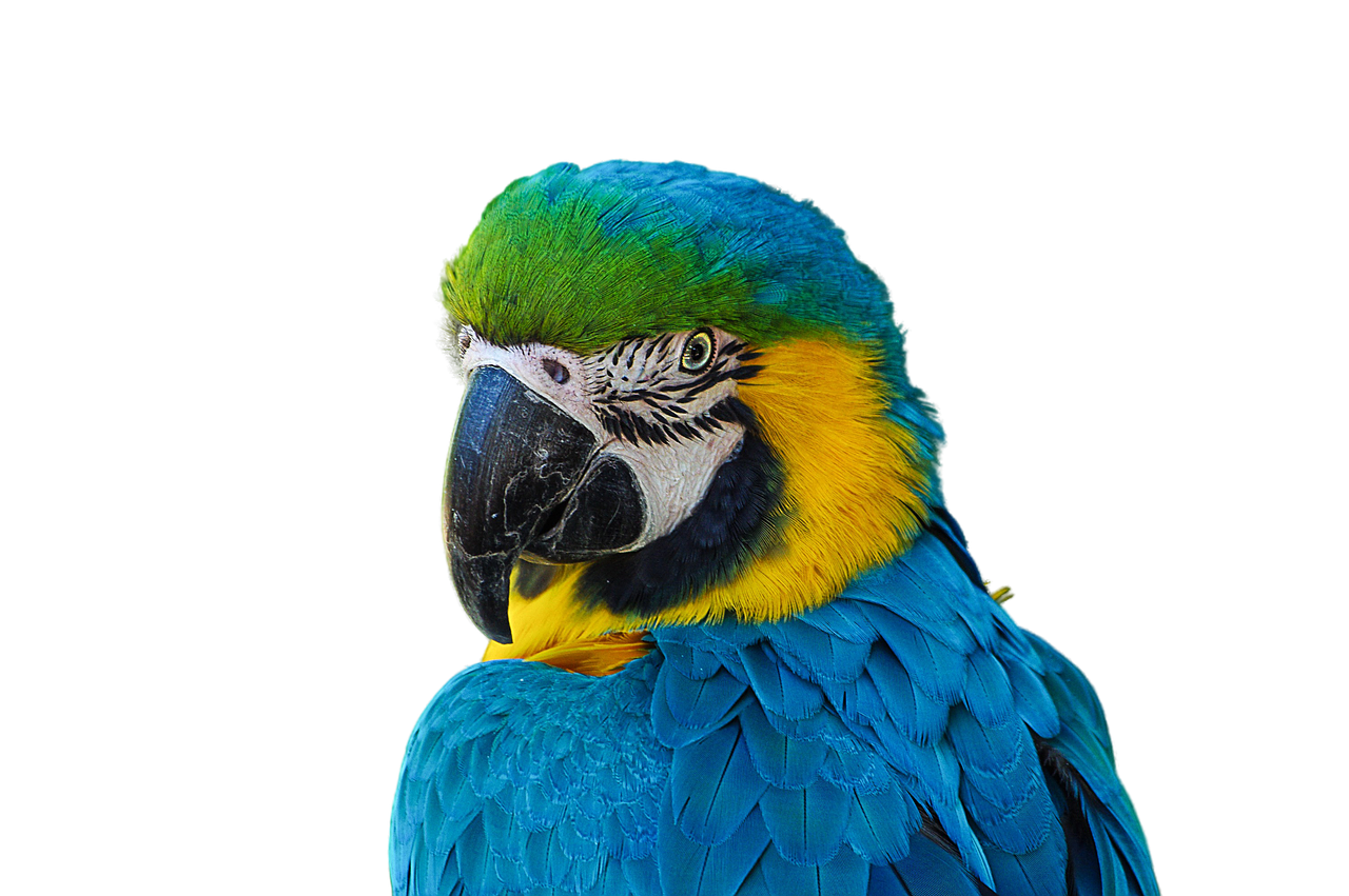 cotorro parrot render free photo
