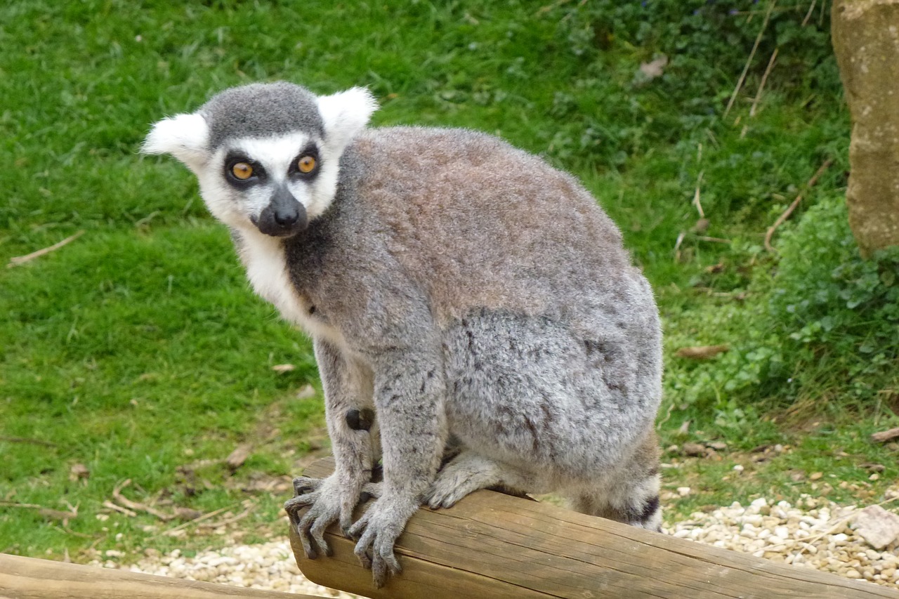 cotswold lemur uk free photo
