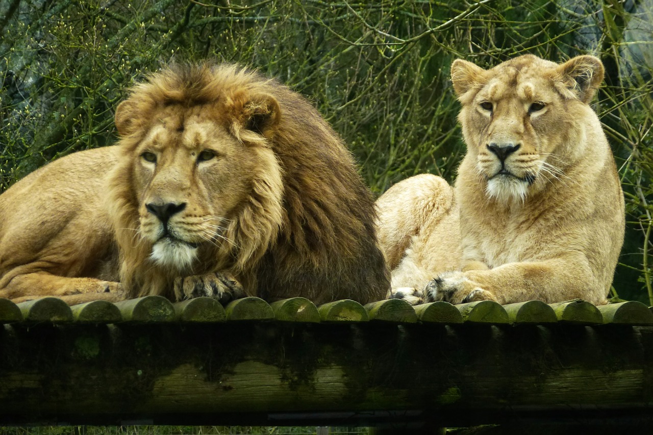 cotswold lions resting free photo