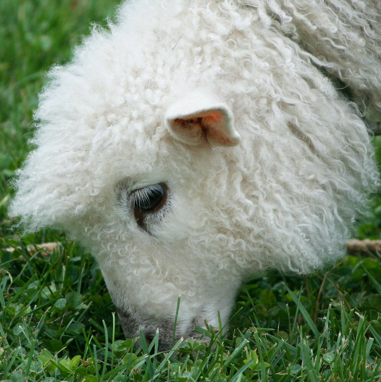 cotswold sheep lamb wool free photo