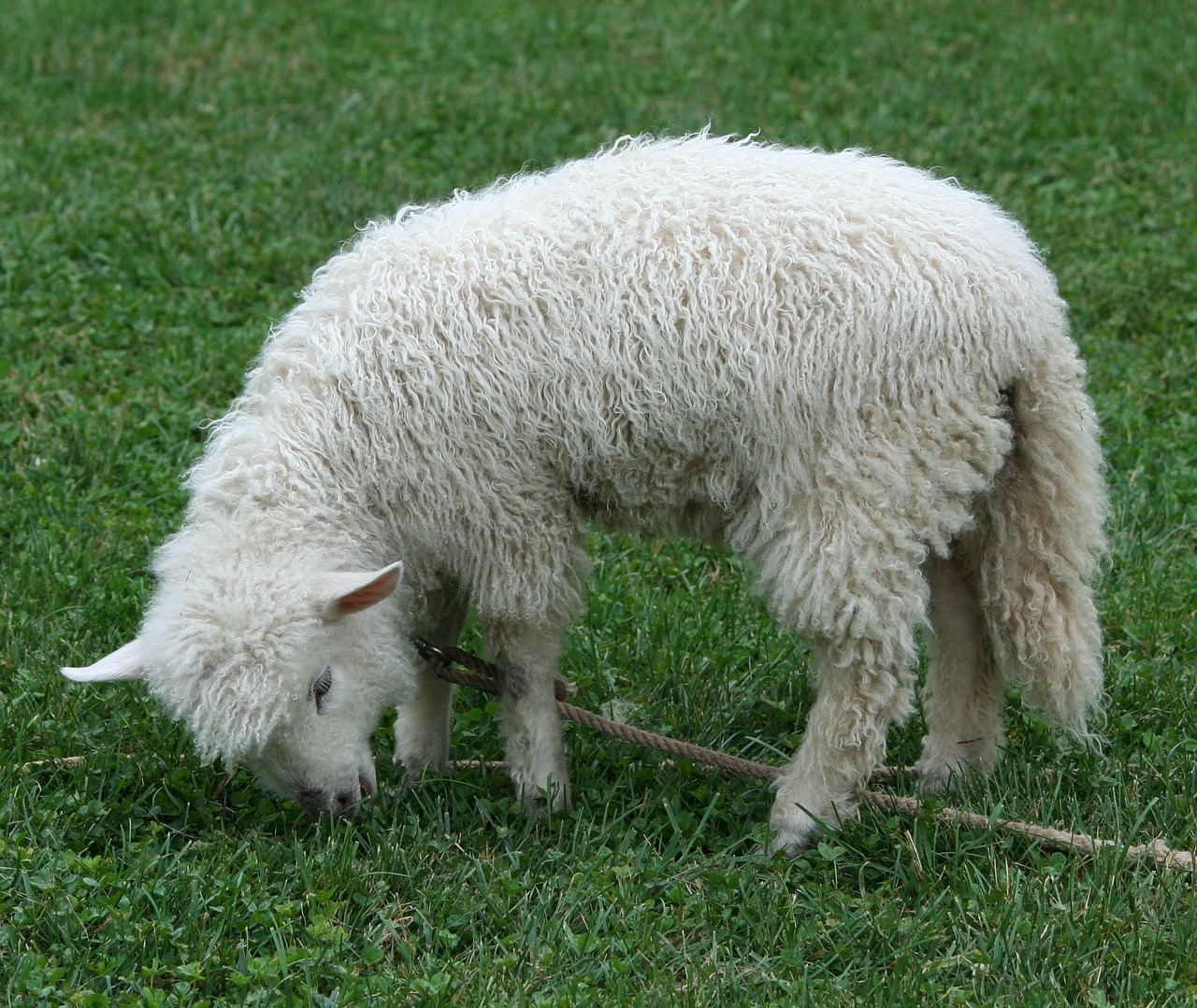 cotswold sheep lamb pet free photo