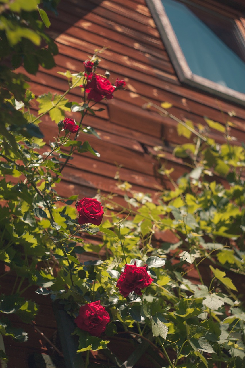 cottage roses flowers free photo