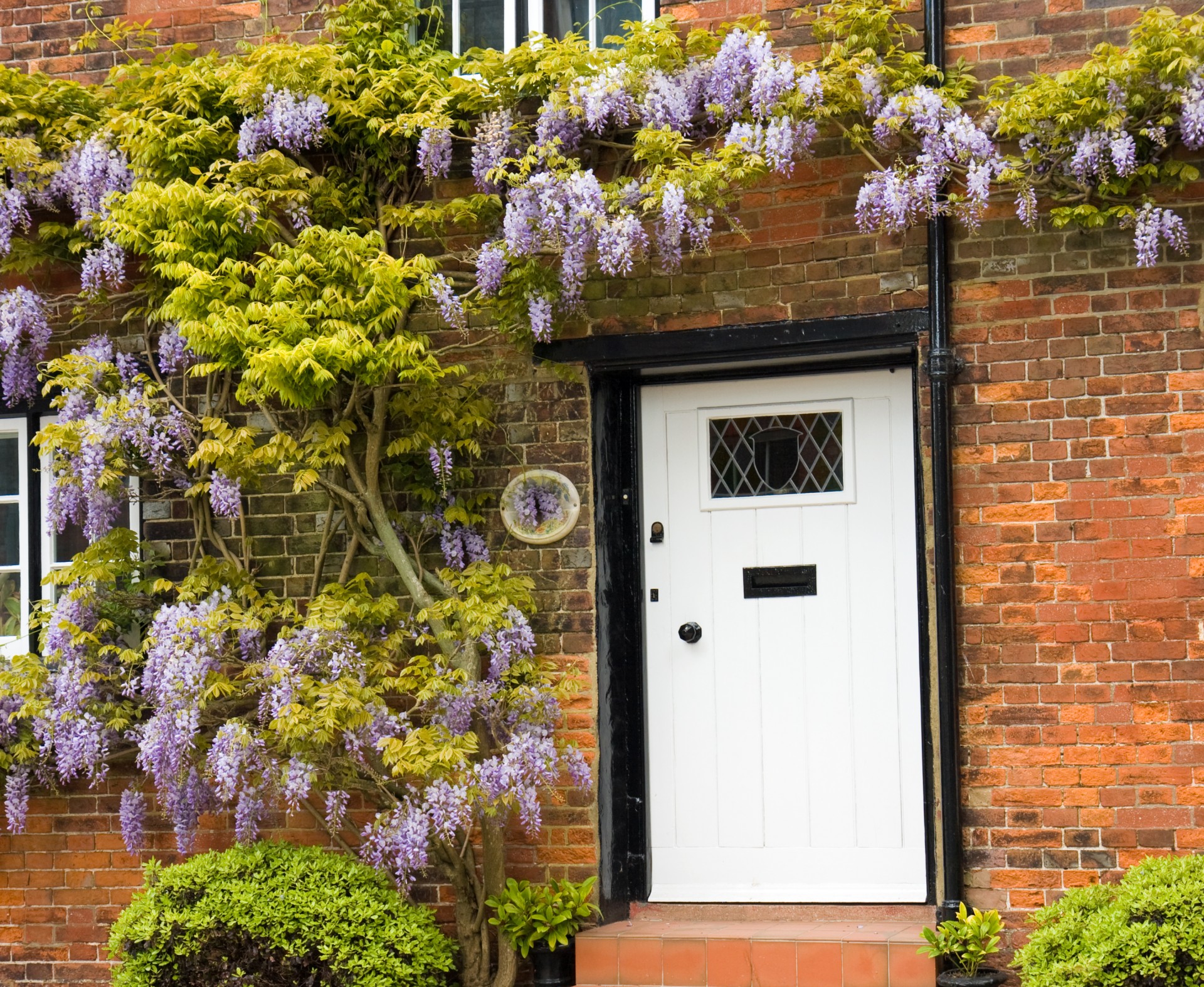 wisteria cottage door free photo