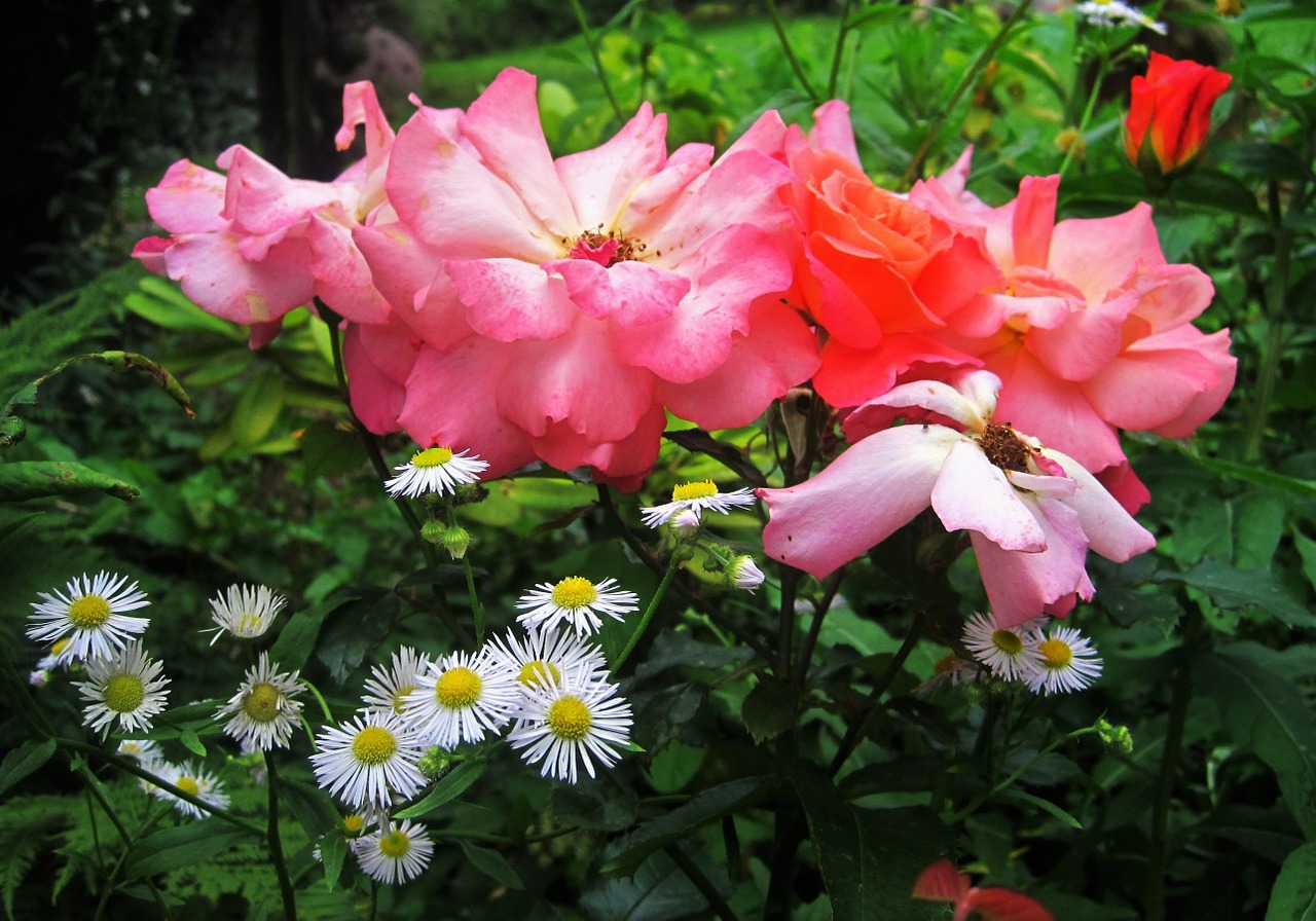 cottage garden still life roses free photo