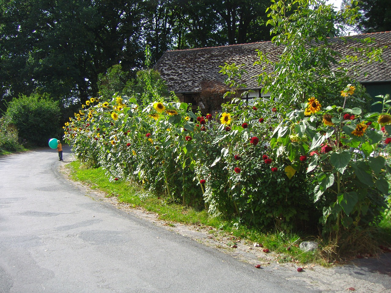 cottage garden gigantic little kid free photo