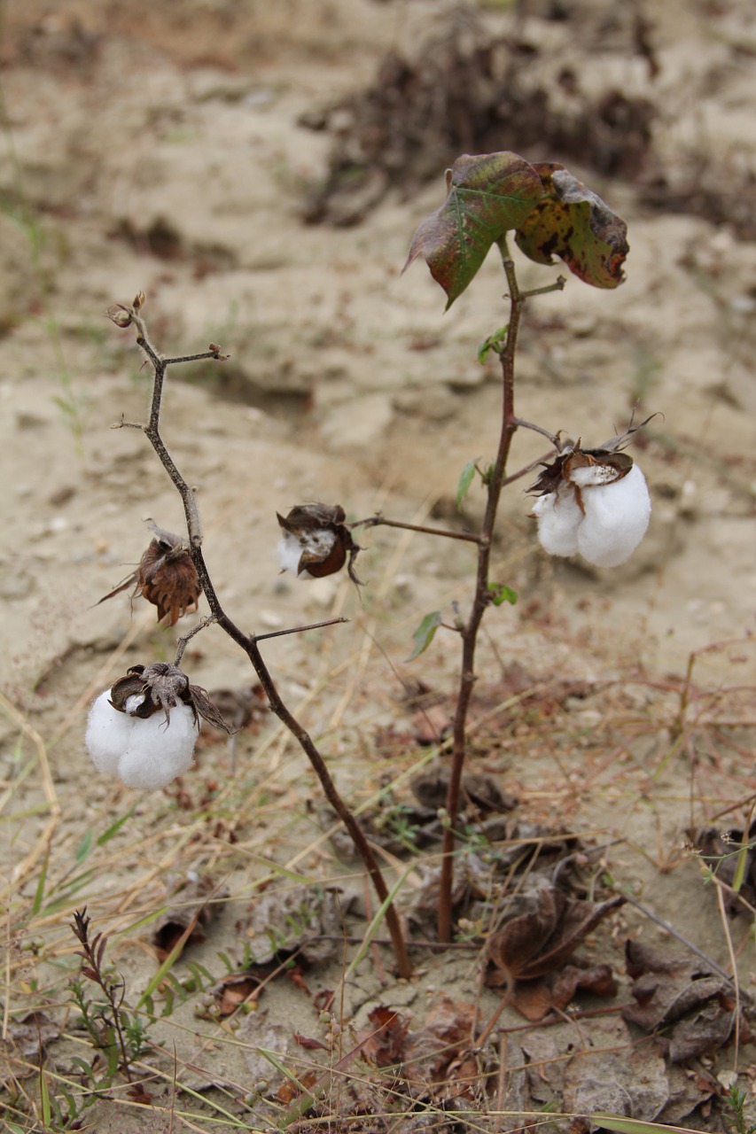 cotton plant cotton shrub free photo
