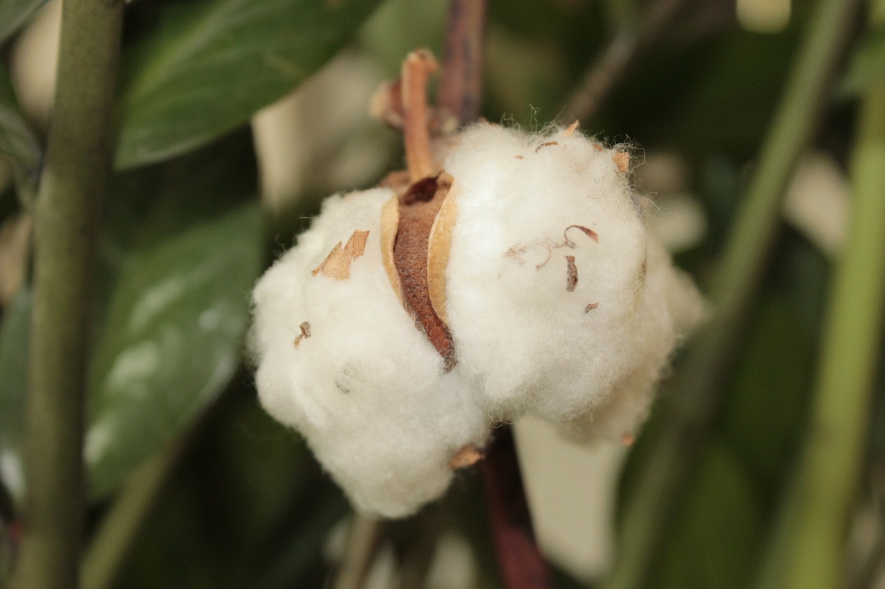 cotton flowers plant free photo
