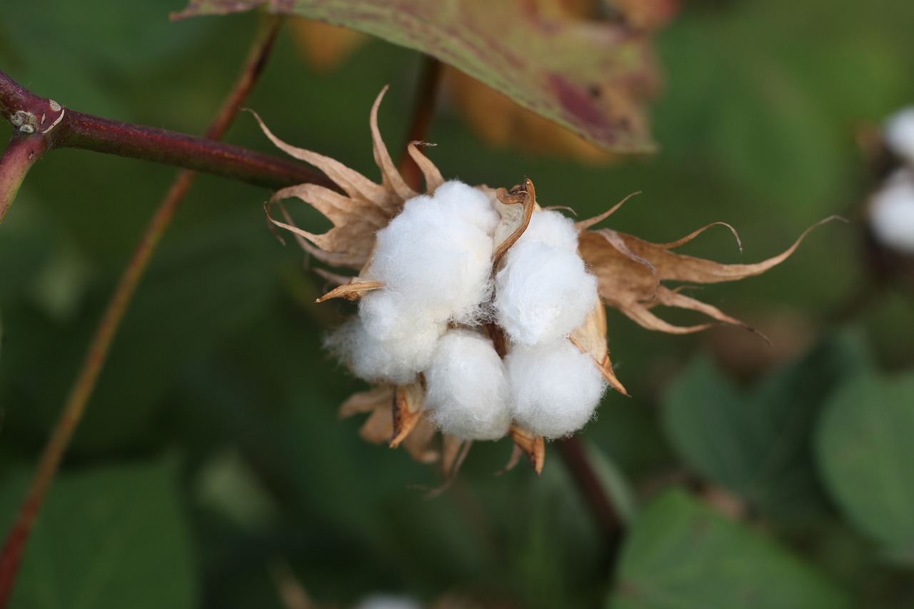 cotton fruit open country free photo