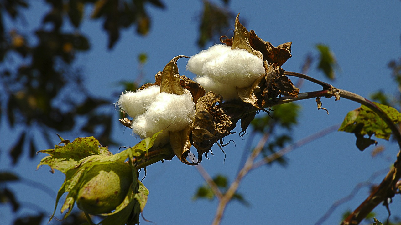 cotton bush plant free photo