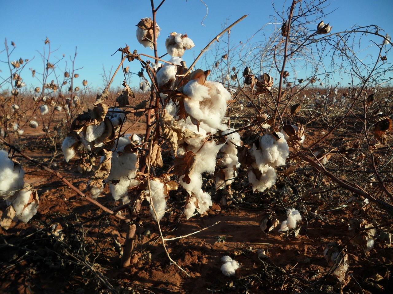 cotton pods nature free photo