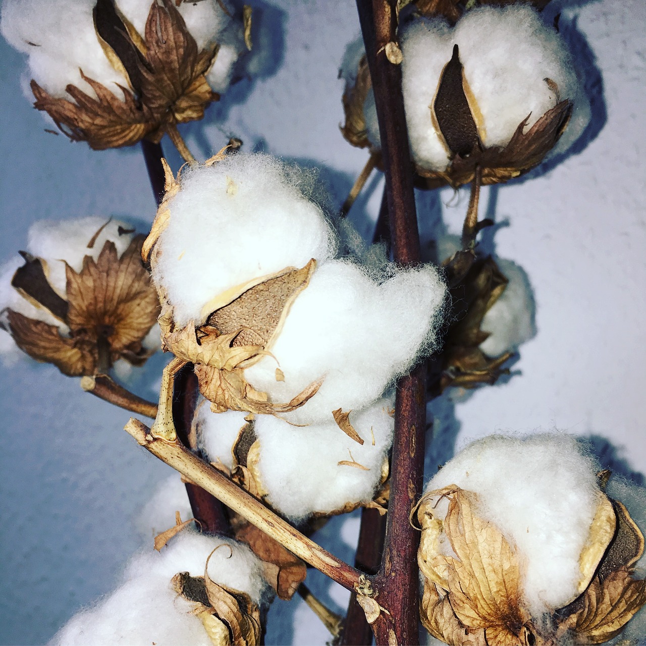 cotton plant flowers free photo