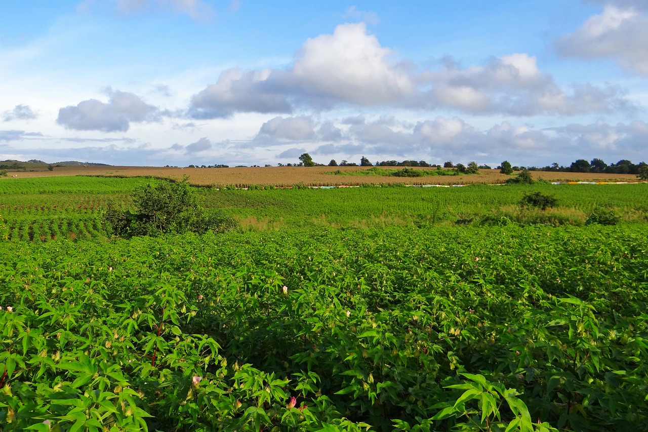 cotton maize cultivation free photo