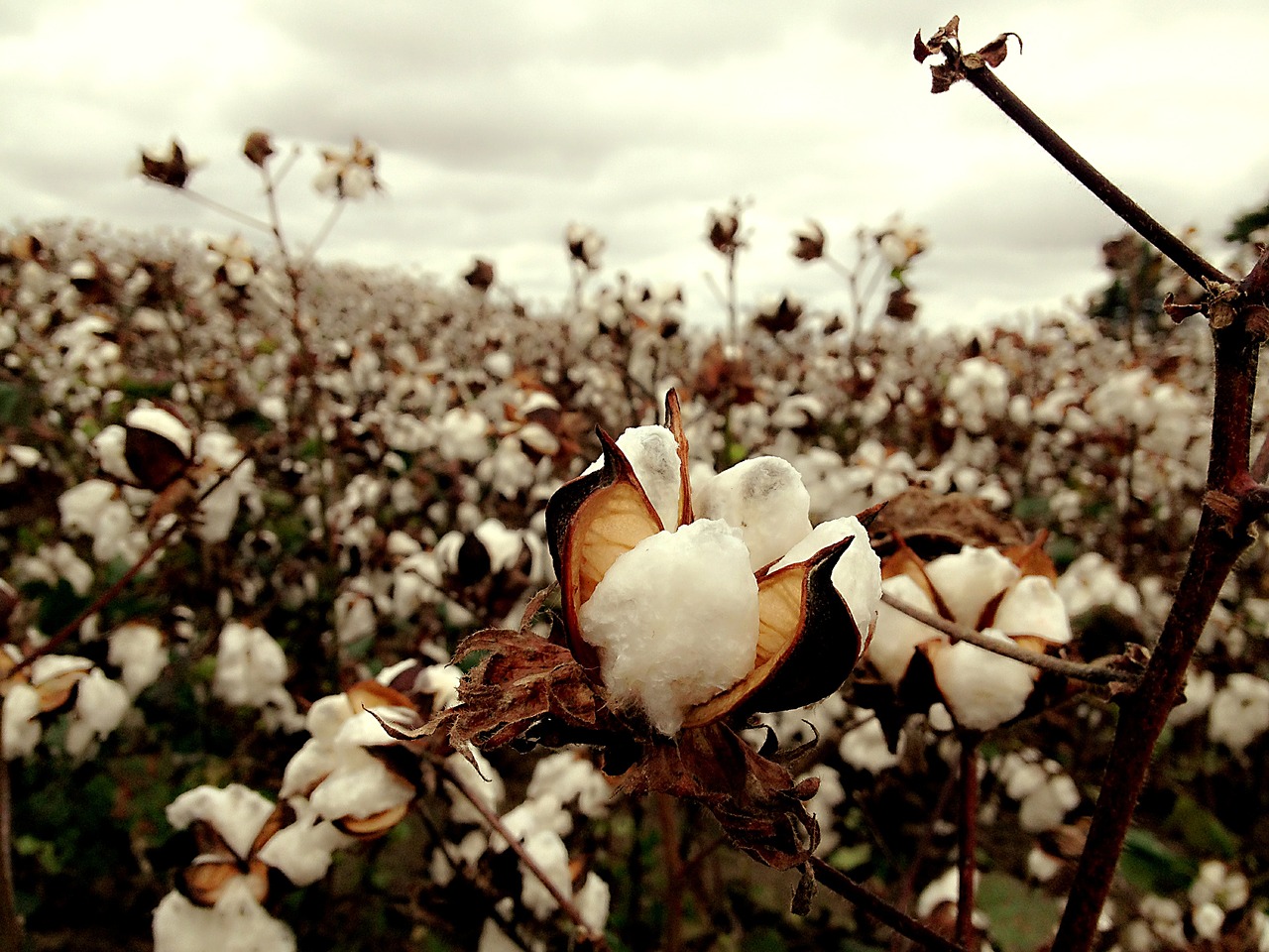 cotton field tn free photo