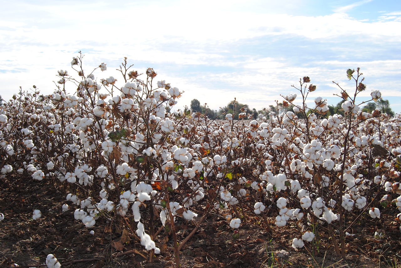 cotton field agriculture free photo