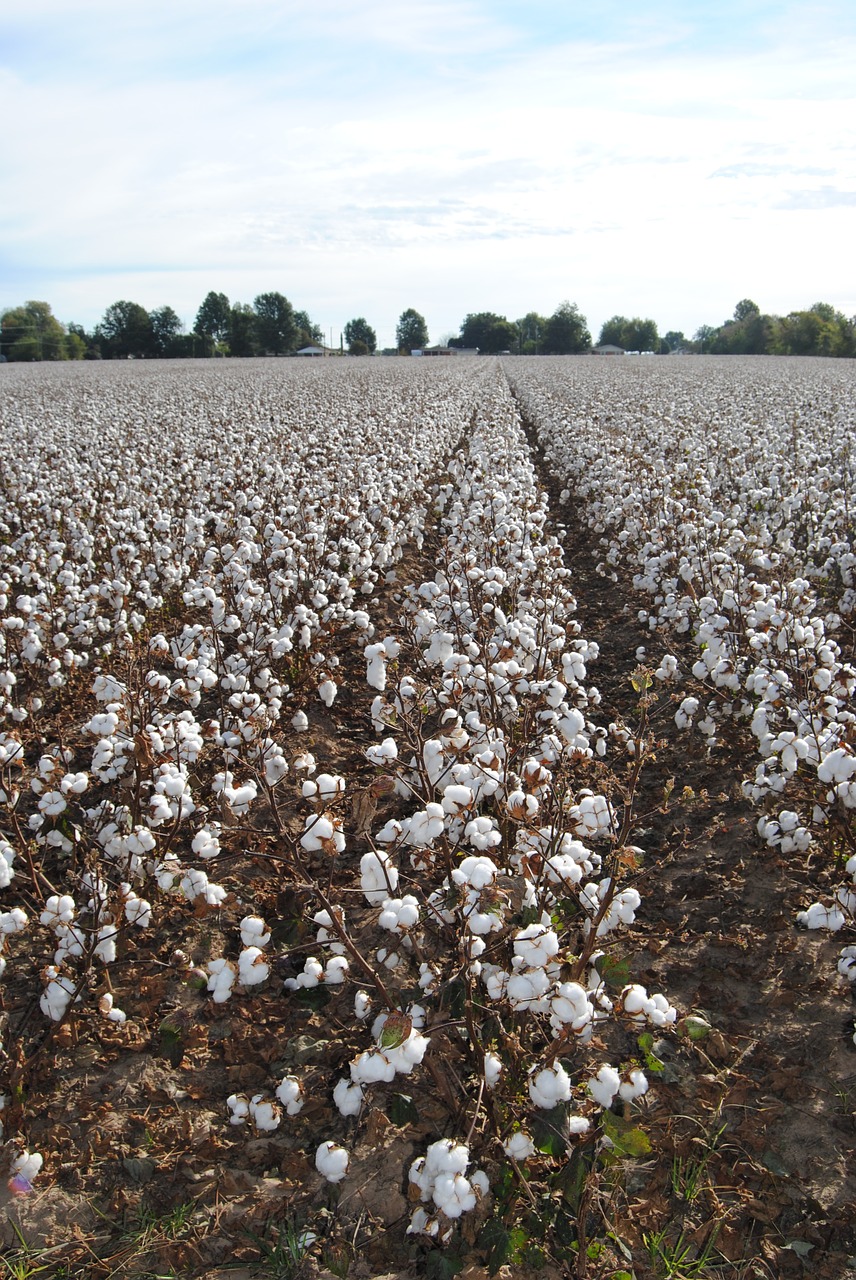 cotton field agriculture free photo