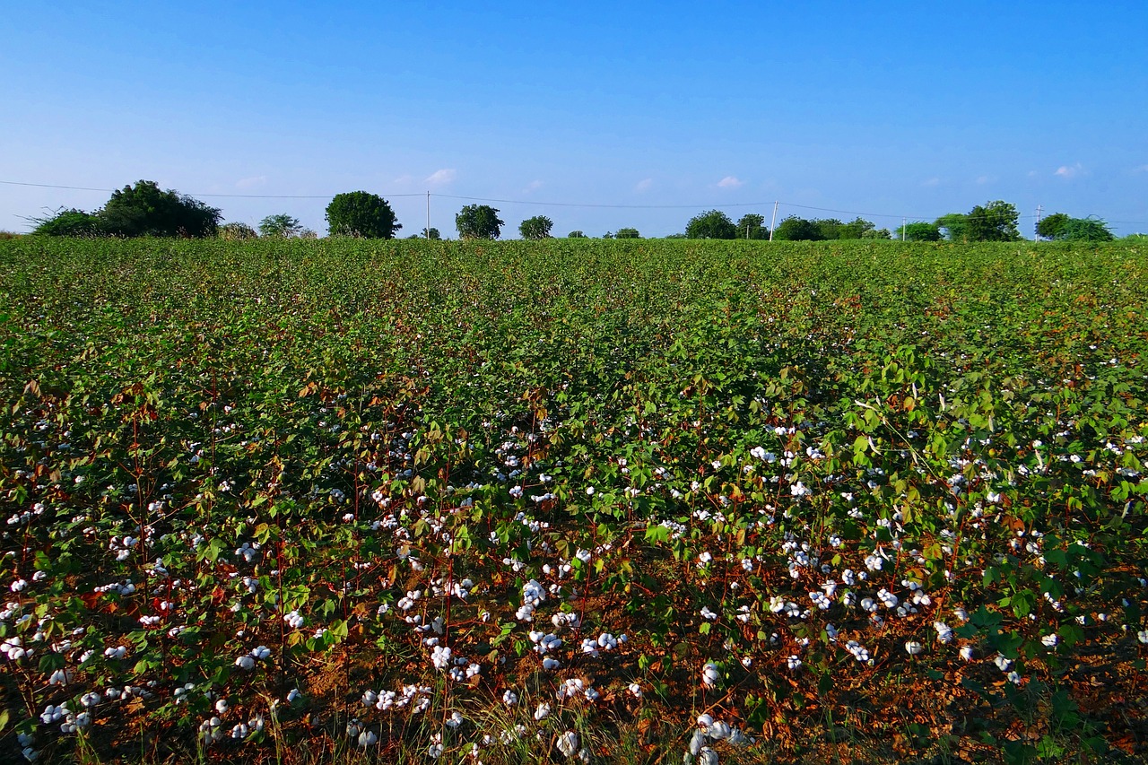 cotton cultivation karnataka free photo