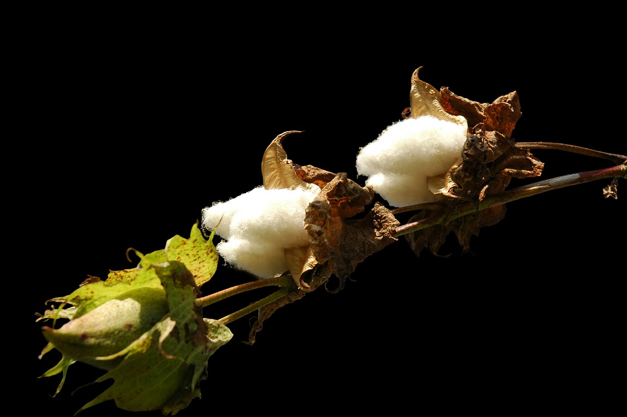 cotton bush plant free photo