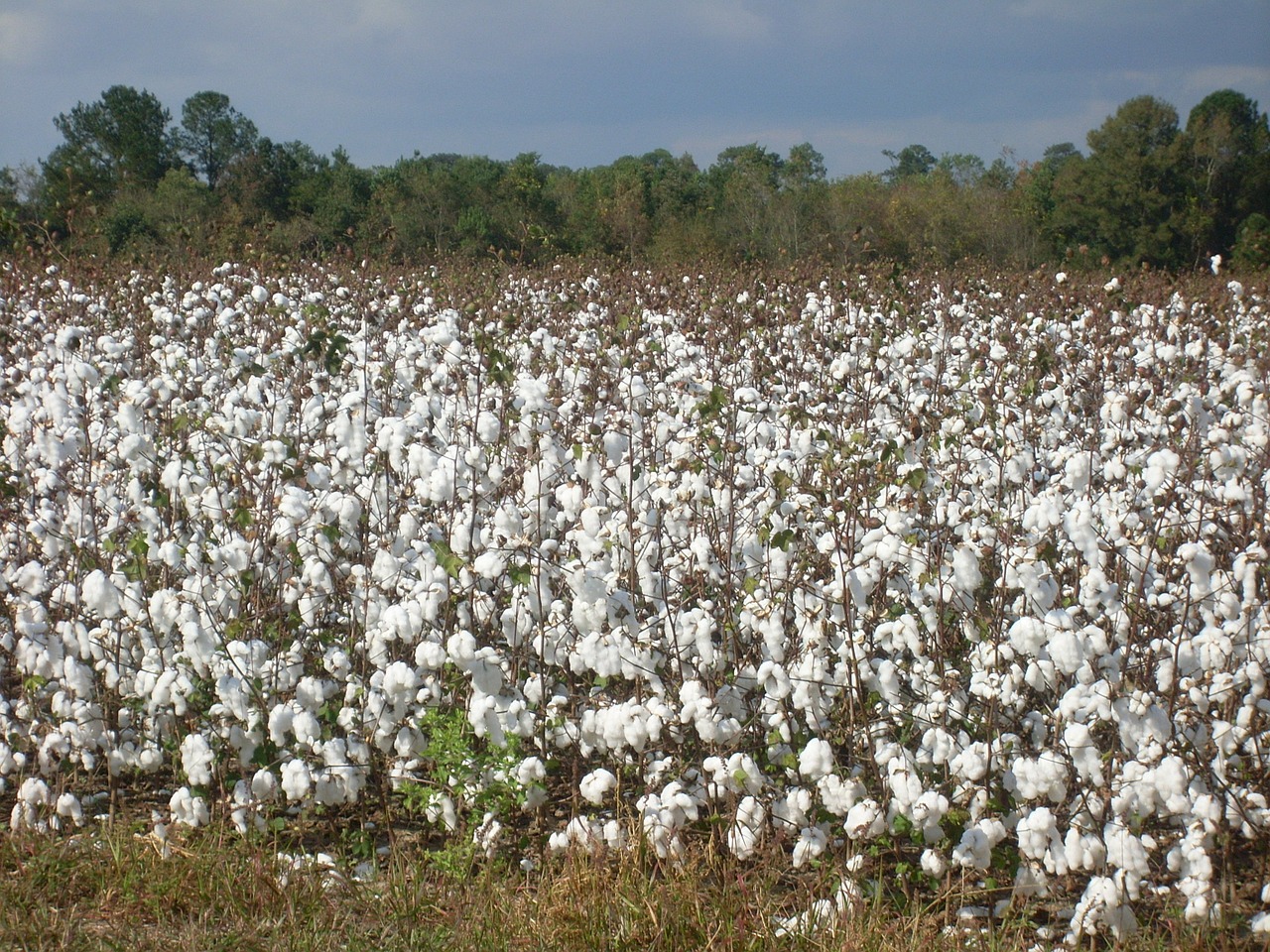 cotton field plant free photo